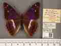 Apatura iris iole male (aberration) 06 [Internet image property of respective owner, non commercial use only]
